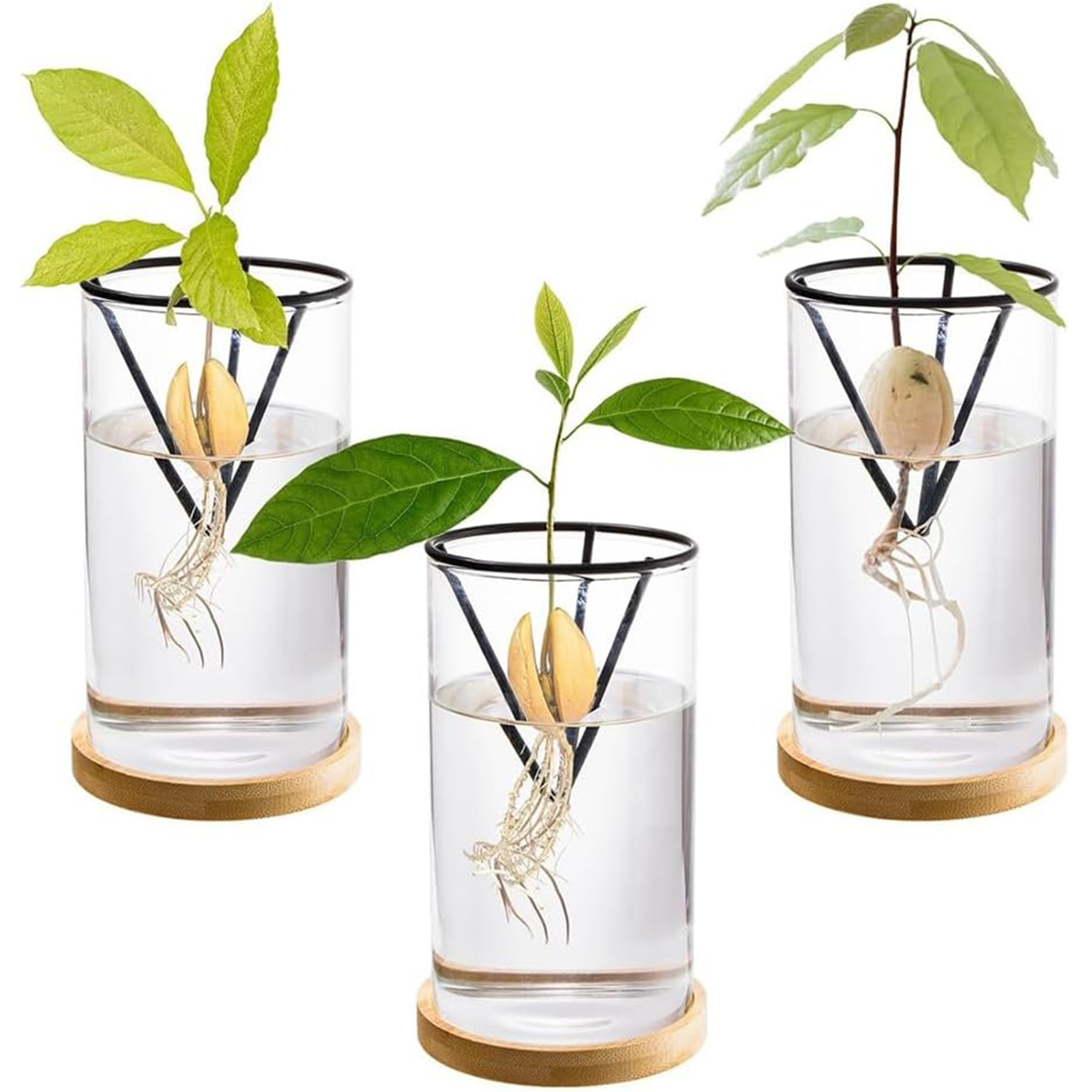 1Set Avocado Tree Growing Kits - Crystal Growing Kit avaliação e preço