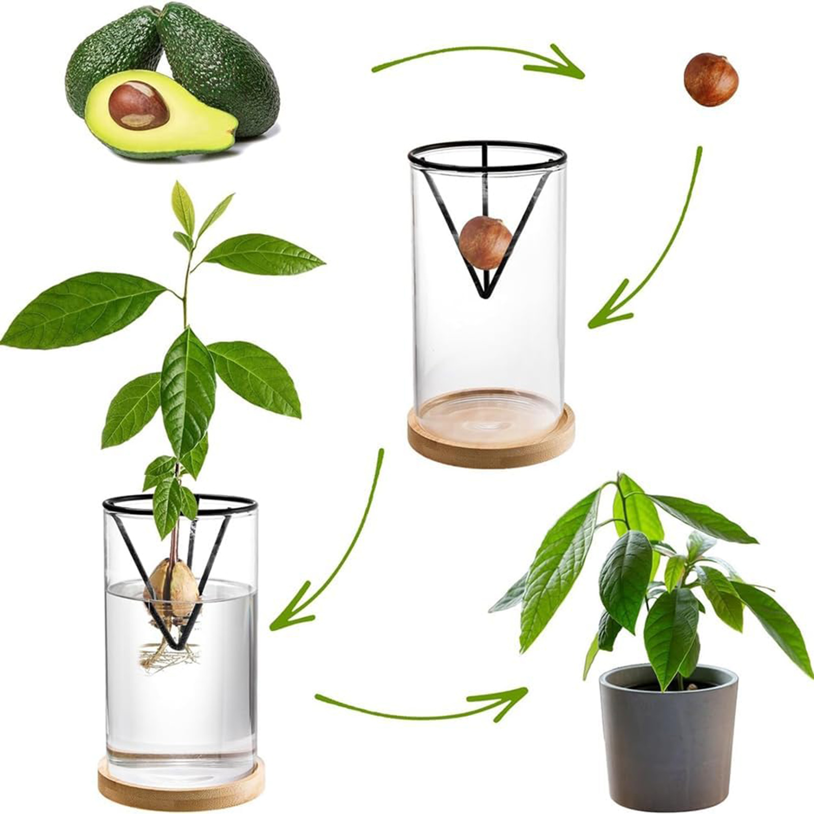 1Set Avocado Tree Growing Kits - Crystal Growing Kit avaliação e preço