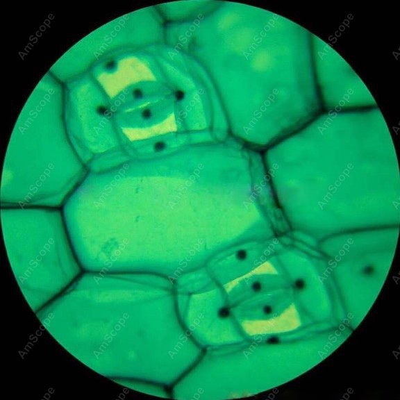 AmScope M148 Series Biological - Microscope Compound 40X avaliação e preço